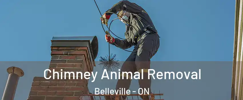 Chimney Animal Removal Belleville - ON