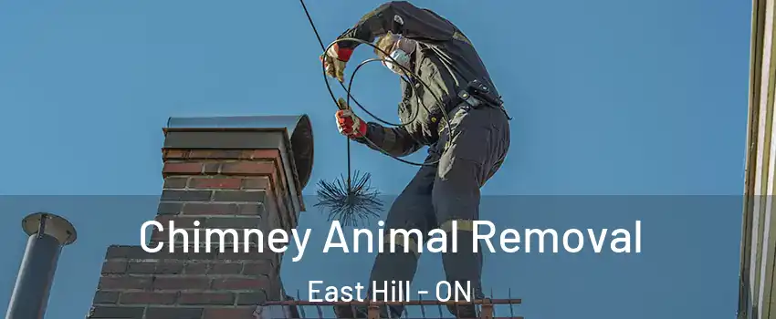 Chimney Animal Removal East Hill - ON