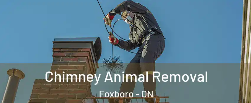Chimney Animal Removal Foxboro - ON