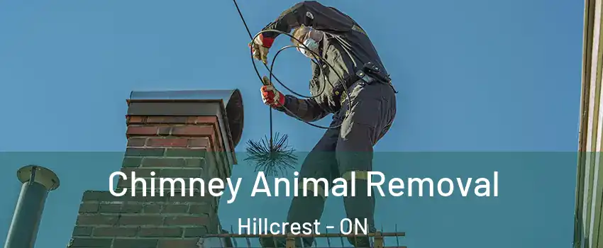 Chimney Animal Removal Hillcrest - ON