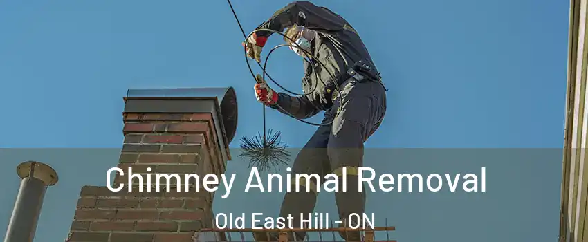 Chimney Animal Removal Old East Hill - ON
