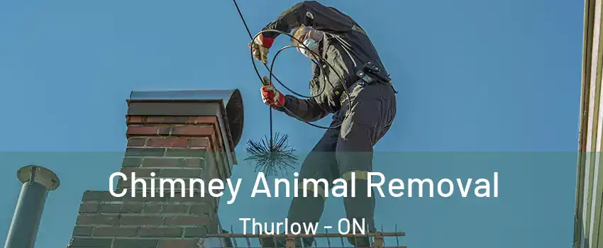  Chimney Animal Removal Thurlow - ON