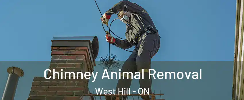 Chimney Animal Removal West Hill - ON